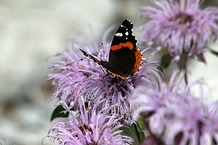 Vanessa atalanta on purple petaled flower, butterfly
