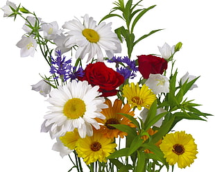 colored petaled flowers against white background