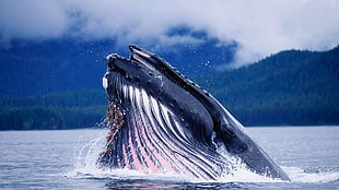 photo of whale on body of water during daytime