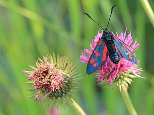 shallow focus photography of black, red, and teal moth on pink flower