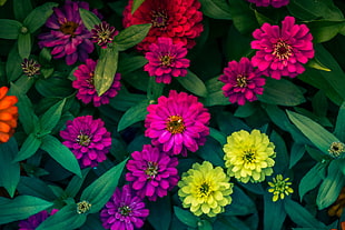 multicolored petaled flowers, Zinnias, Flowerbed, Flowers