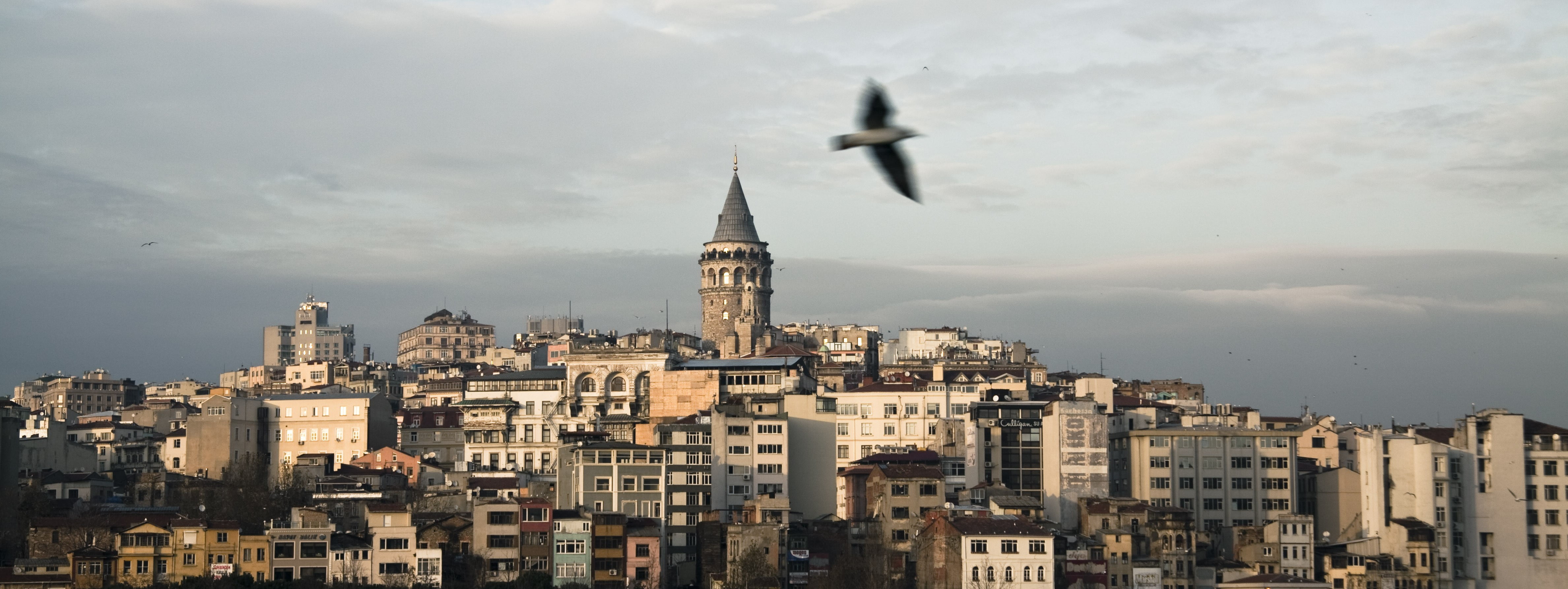 short-beak black bird, Istanbul, galata, cityscape, Turkey