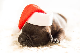 sleeping short-coated black puppy with red santa hat