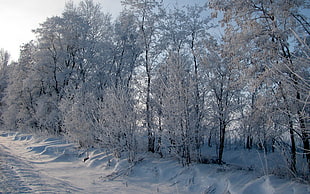 forest covered with snow under clear blue sky