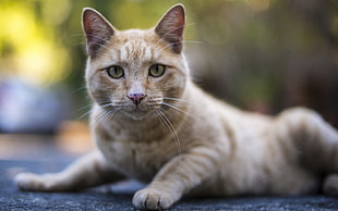 selective focus photography of orange Tabby cat
