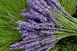 Lavender bouquet HD wallpaper