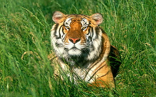 tiger laying on top of green grass