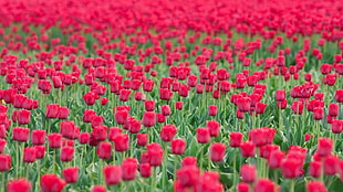 bed of red tulips