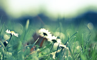 Flower,  Blur,  Background,  Field HD wallpaper