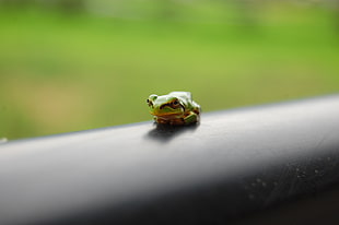 photography of tree frog on black surface