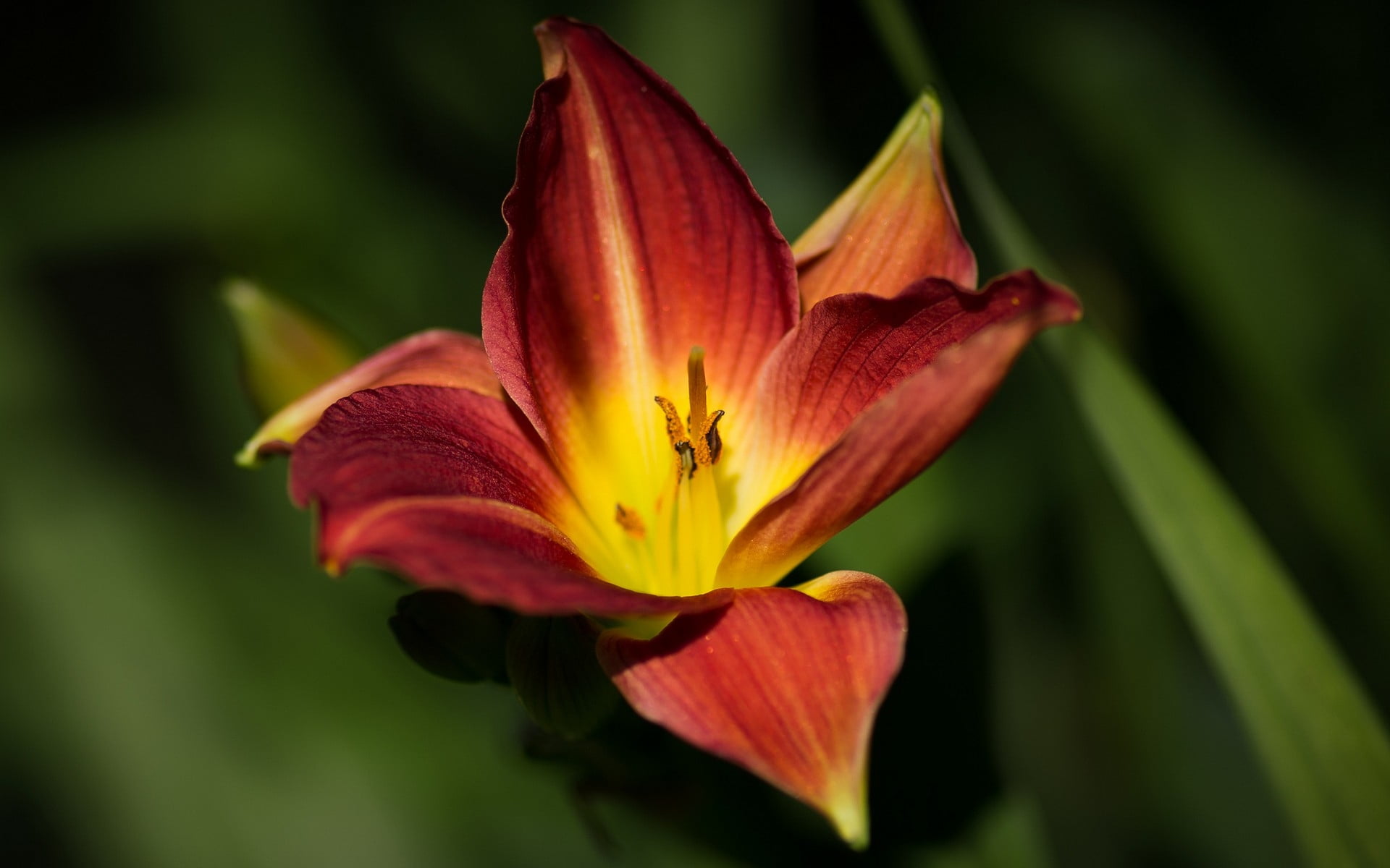 tilt lens red and yellow flower