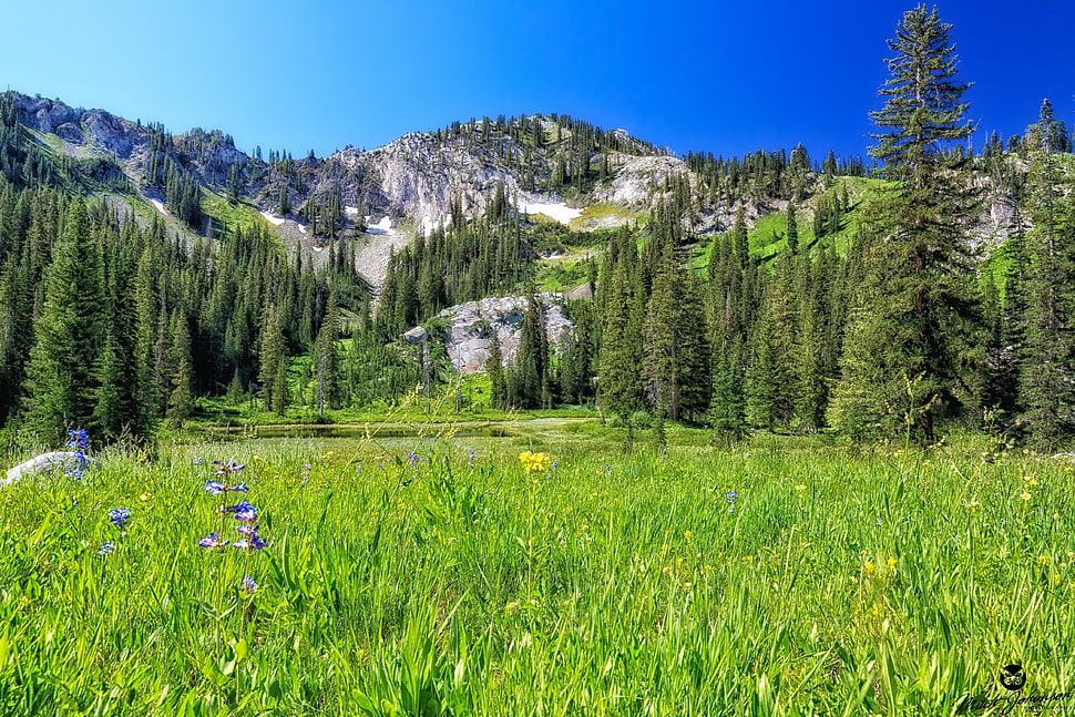 green field during daytime HD wallpaper