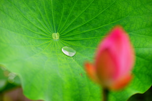 shallow focus photo of water droplet on leaf