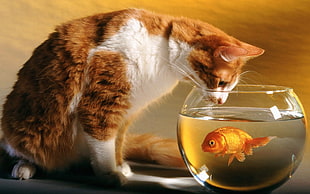tabby cat near fish in fishbowl