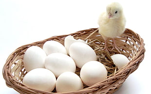 chick and eggs on woven basket