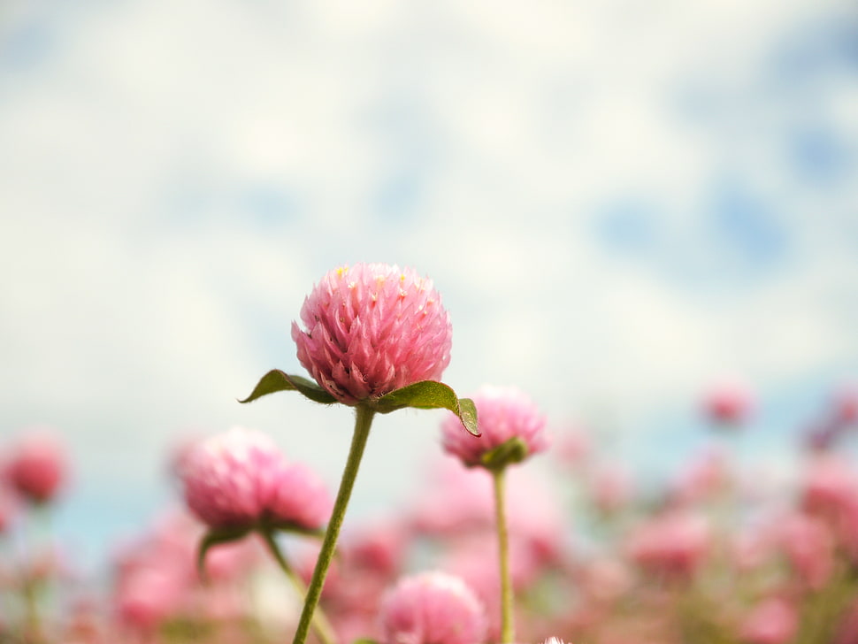 macro shot of pink flower HD wallpaper
