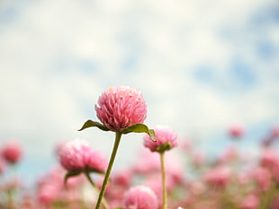 macro shot of pink flower