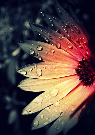 shallow photography on orange and pink wet flowers HD wallpaper
