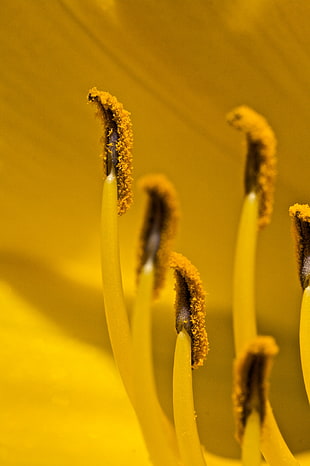 closeup photo of yellow petaled flower parts