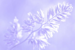 white flower closeup photo