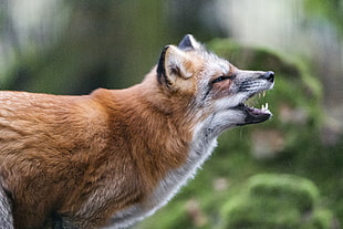 brown and white fox howling, vixen HD wallpaper