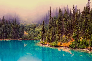 photo of blue water lake and pine trees at foggy daytime