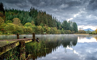 brown wooden dock, landscape, trees, lake