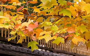 Leaves,  Yellow,  Autumn,  Tree HD wallpaper