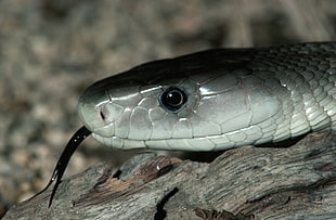 selective focus photography of Black Mamba on brown driftwood