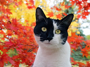 short fur black and white cat