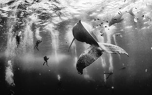grayscale photography of black fish underwater
