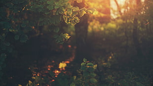 photo of green leafed tree during golden hour, filter, nature, plants