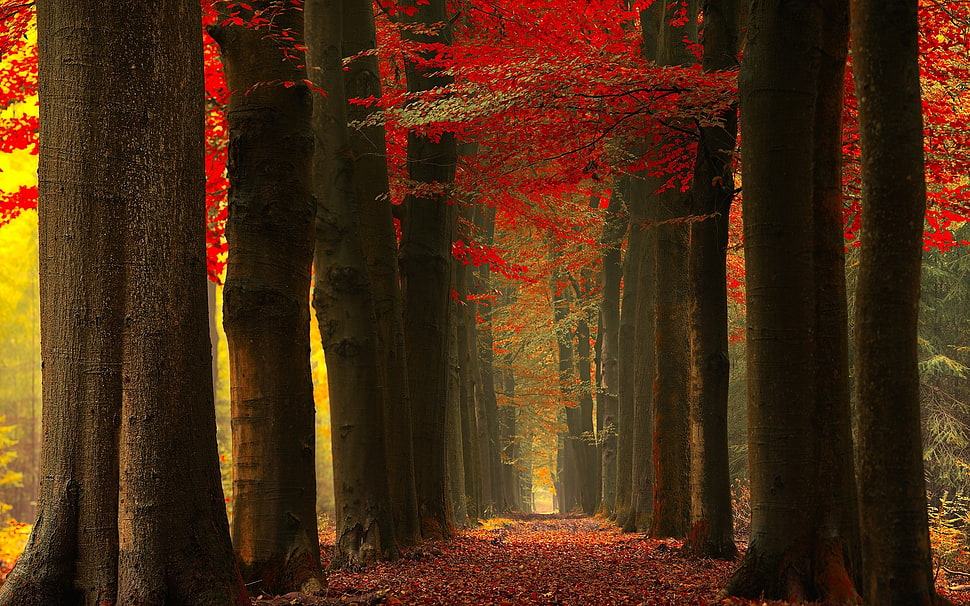 maple trees, nature, landscape, fall, forest HD wallpaper