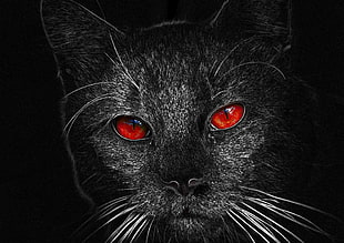 black cat illustration HD wallpaper