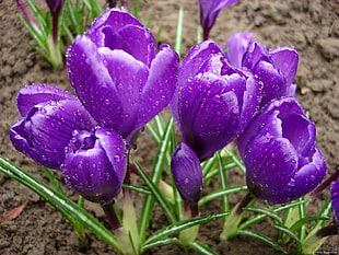 selective focus photography of purple Pulsatilla flower