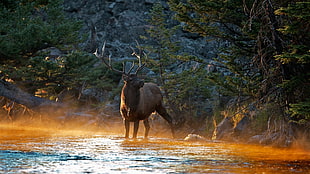 black deer standing on body of water surrounded by trees