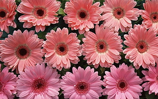 pink Daisy flowers HD wallpaper
