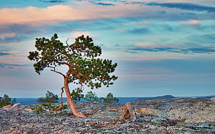 green leaf tree, trees