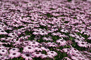 selective focus photography of purple osteospermum flower field