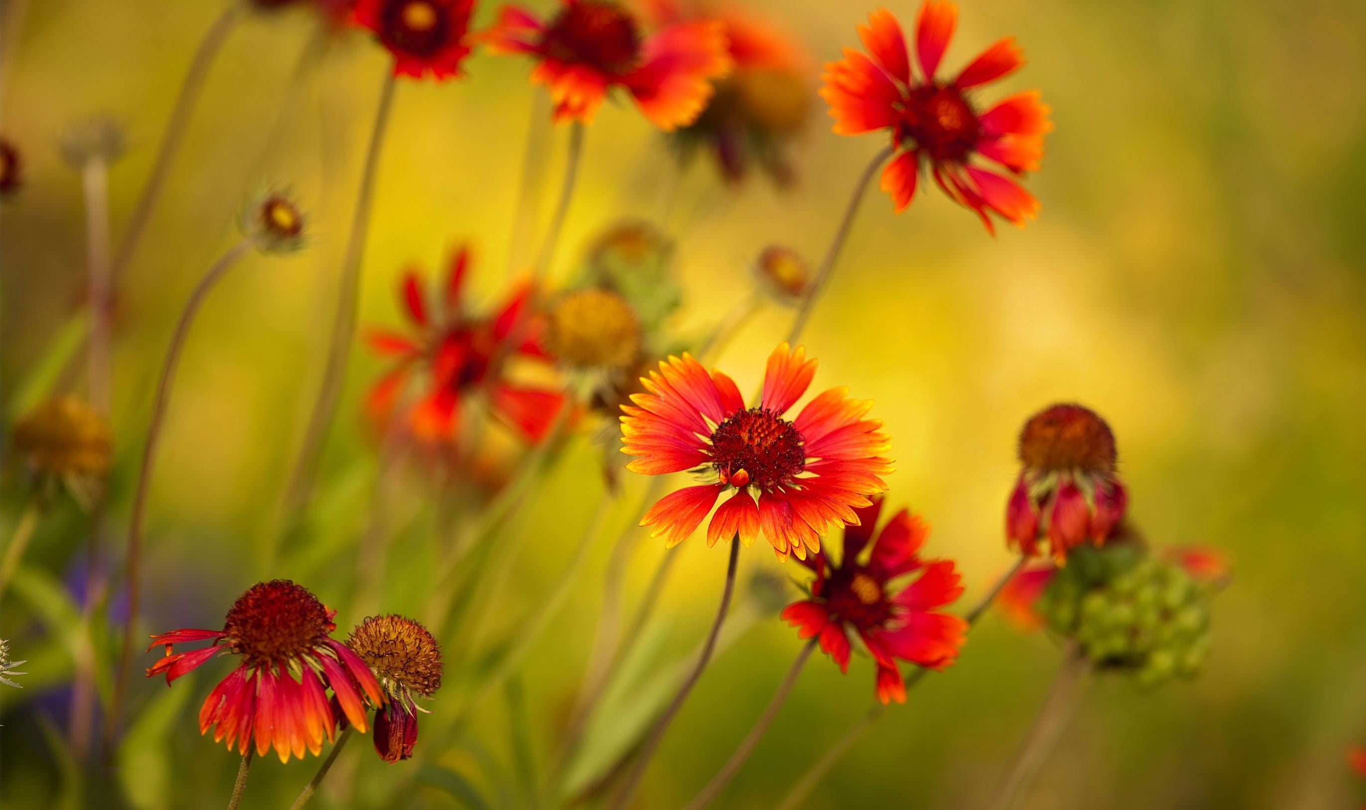 Online crop | shallow focus photography of red flowers HD wallpaper ...