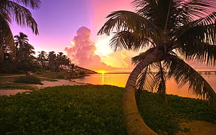 coconut tree near ocean during sunset HD wallpaper