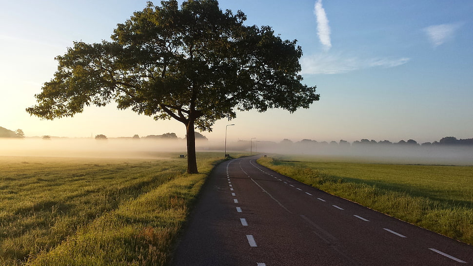 tree beside of road HD wallpaper