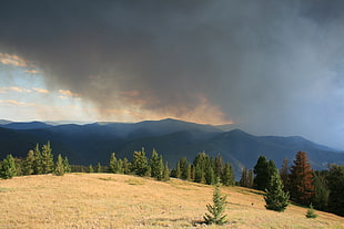 photo of tall green leaf trees