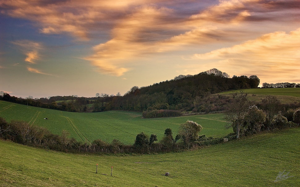 green grass field with trees under brown and blue cloudy sky HD wallpaper
