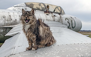 short-haired brown and black cat, cat, animals, wreck, aircraft