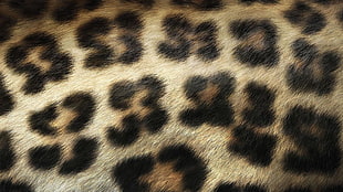 brown and black leopard textile