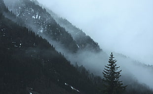 landscape photography of tall tress with foggy clouds