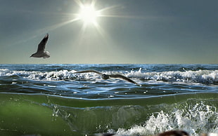 two flying birds by sea waves during daytime HD wallpaper