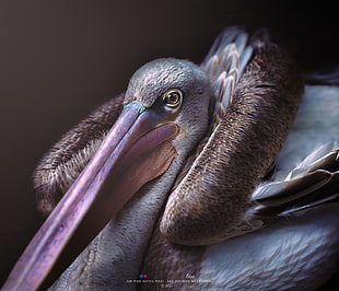 white and brown Pelican