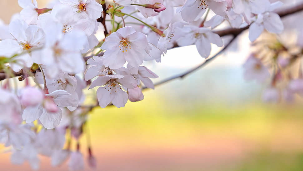 macro photography of white cherry blossoms HD wallpaper